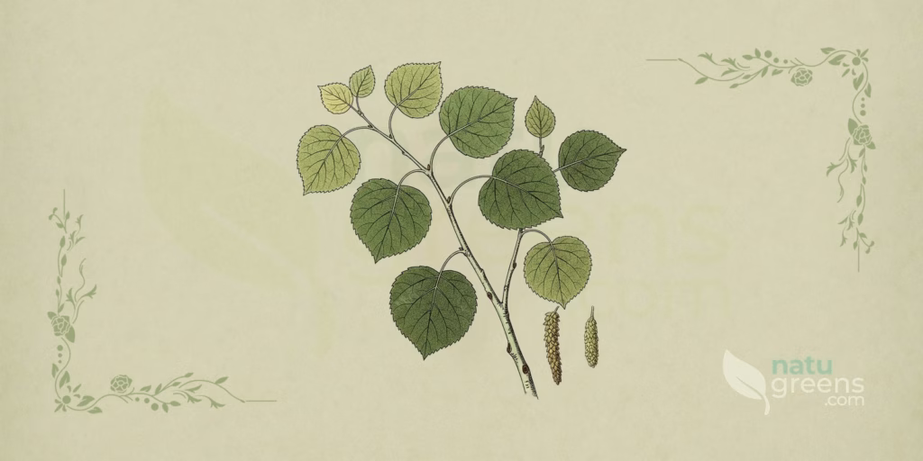 Quaking Aspen (Populus tremuloides): Properties and Benefits