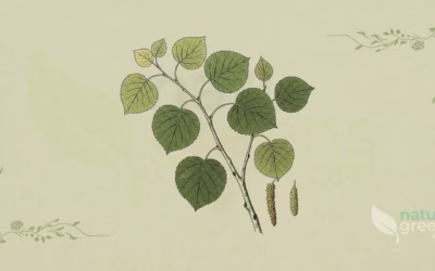 Quaking Aspen (Populus tremuloides): Properties and Benefits