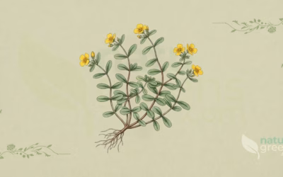 Purslane (Portulaca oleracea): Properties and Benefits