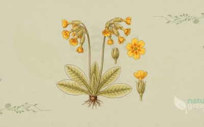 Primula veris (Hulkravet kodriver): egenskaber og fordele