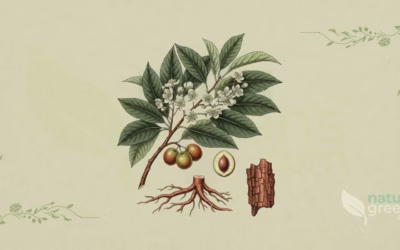 African Cherry (Prunus africana): Properties and Benefits
