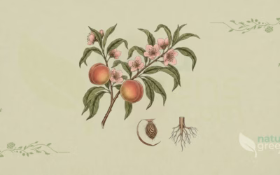 Prunus persica (Fersken): egenskaber og fordele