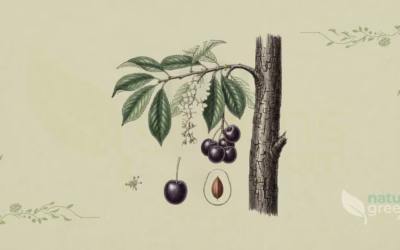 Black Cherry (Prunus serotina): Properties and Benefits