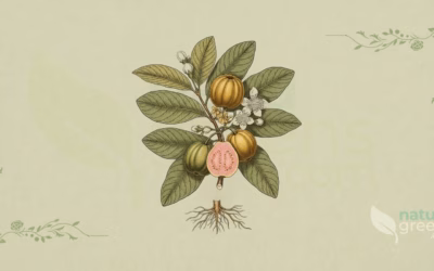 Guava (Psidium guajava): Properties and Benefits