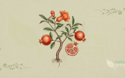 Pomegranate (Punica granatum): Properties and Benefits
