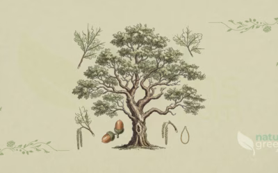 Quercus robur (Stilkeg): egenskaber og fordele