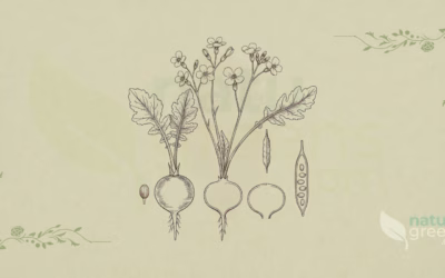 Radieschen (Raphanus sativus): Eigenschaften und Vorteile