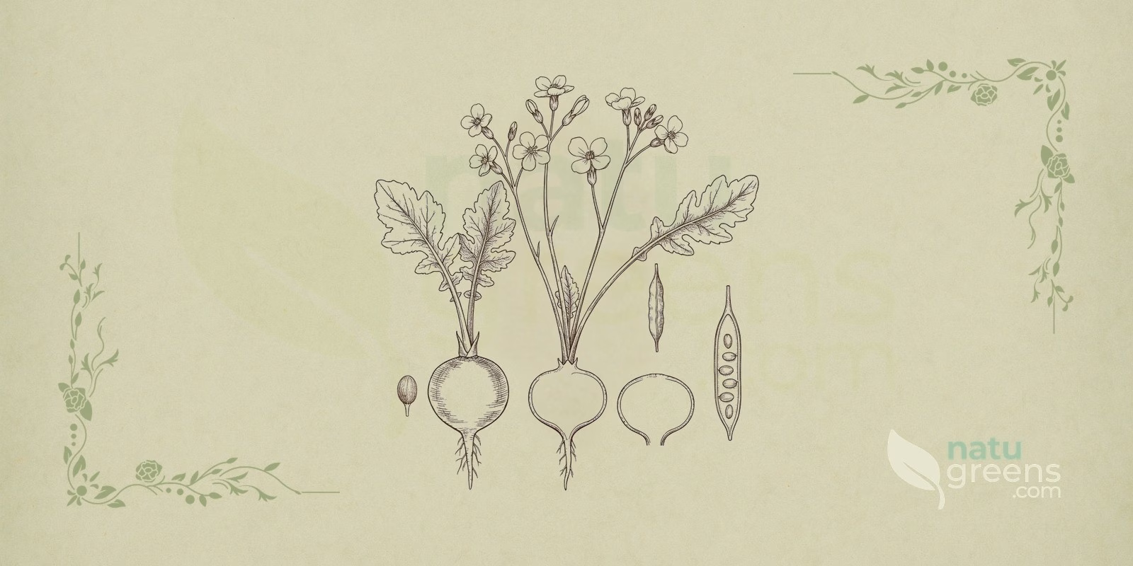 Radis (Raphanus sativus) en illustration botanique, avec la racine tubérisée charnue sous une rosette de feuilles lyrées, montrant le port bas du radis cultivé au potager.