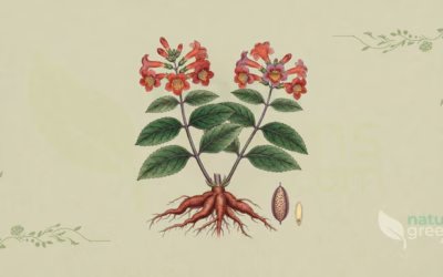 Rehmannia glutinosa (Rehmannia): egenskaber og fordele