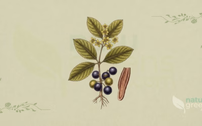 Cascara Sagrada (Rhamnus purshiana): Benefits and Uses