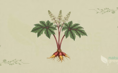 Rheum officinale (Medicinal Rhubarb): Complete Botanical Profile
