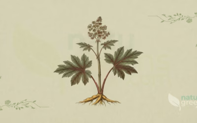 Rheum palmatum (Chinese Rhubarb): Complete Botanical Profile