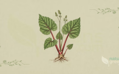 Rheum rhabarbarum (Rhubarb): Complete Botanical Profile