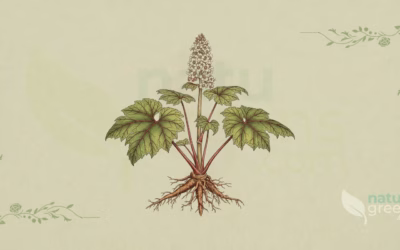 Rheum tanguticum (Tangut Rhubarb): Complete Botanical Profile