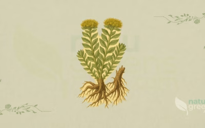 Roseroot (Rhodiola rosea): Properties and Benefits