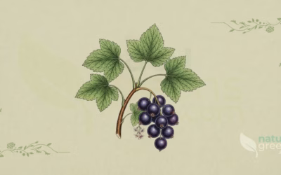 Blackcurrant (Ribes nigrum): Properties and Benefits