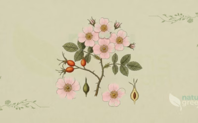 Dog Rose (Rosa canina): Properties and Benefits