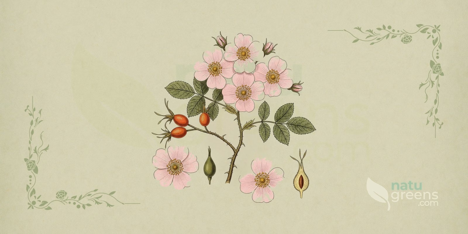 Dog Rose (Rosa canina) in a botanical illustration, showing a branch of pink five-petaled flowers, compound leaves with serrated margins and red hips, which identify the dog rose.