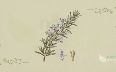 Rosemary (Rosmarinus officinalis): Properties and Benefits