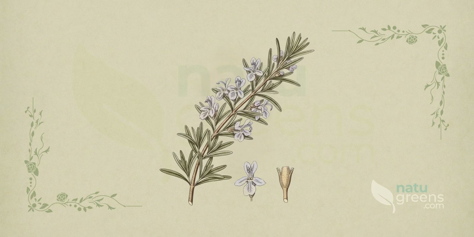 Romarin (Rosmarinus officinalis) : rameau aux feuilles vert foncé en forme d'aiguille et fleurs bleutées, illustration botanique réaliste sur fond neutre.