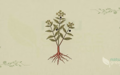 Madder (Rubia tinctorum): Properties and Benefits