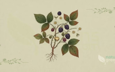 Blackberry (Rubus fruticosus): Properties and Benefits