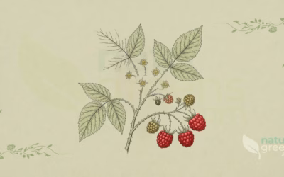 Rubus idaeus (Hindbær): egenskaber og fordele