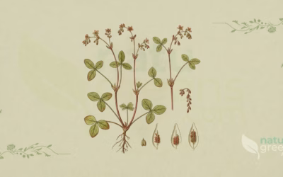 Rumex acetosella (Sheep Sorrel): Complete Botanical Profile