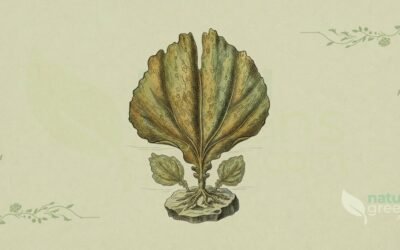 Kombu (Saccharina japonica): Propriedades e Benefícios