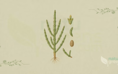 Glasswort (Salicornia europaea): Properties and Benefits