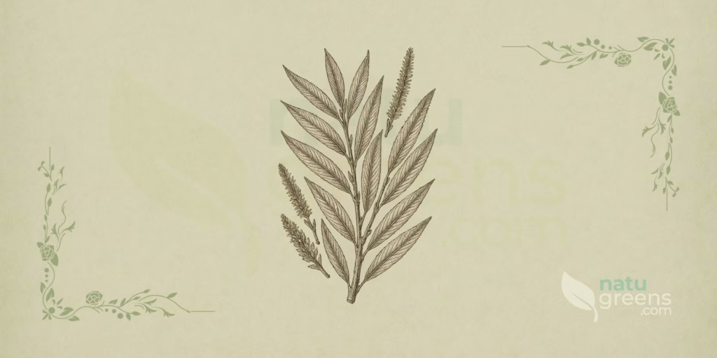 White Willow (Salix alba): Properties and Benefits