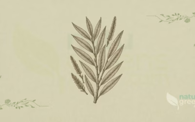 White Willow (Salix alba): Properties and Benefits