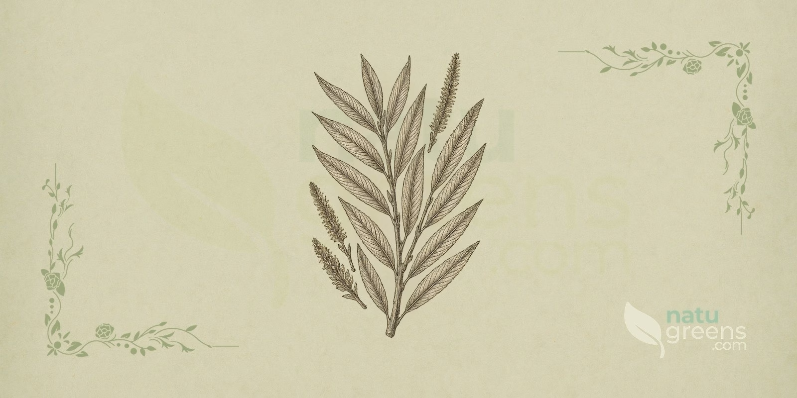 White Willow (Salix alba): botanical illustration showing the grayish bark, flexible branches, and silvery leaves typical of white willow.