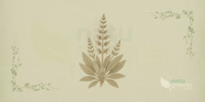 White Sage (Salvia apiana)