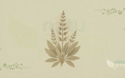 White Sage (Salvia apiana): Properties and Benefits