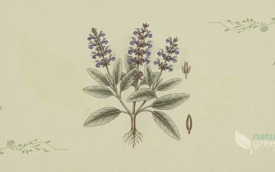 Salvia officinalis (Common Sage): Complete Botanical Profile