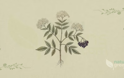 Elderberry (Sambucus nigra): Properties and Benefits