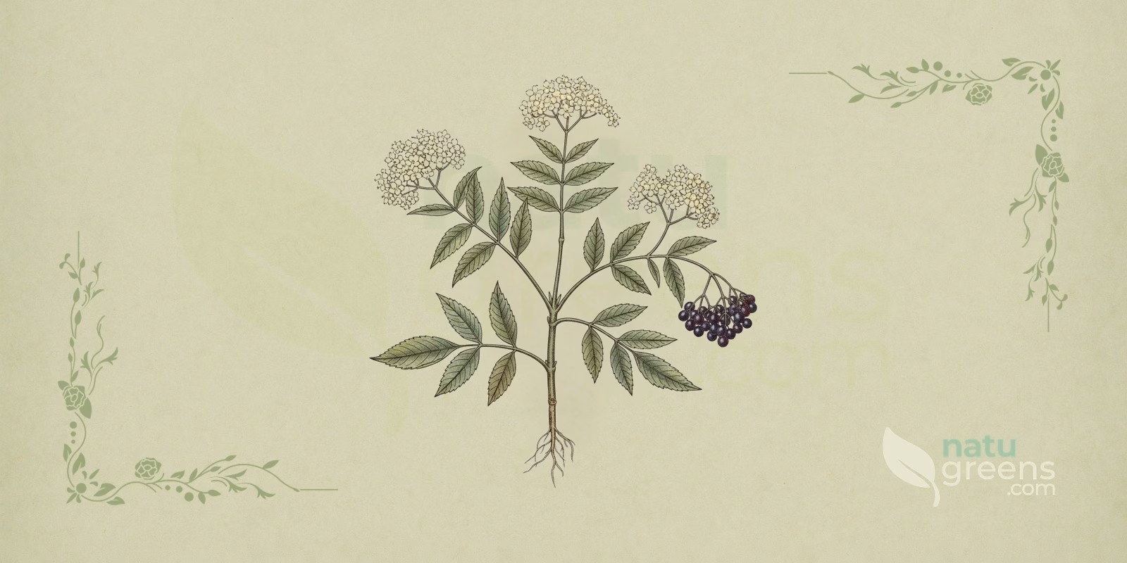Elderberry (Sambucus nigra): botanical illustration showing white flowers in corymbs and shiny black berries of the elder shrub.