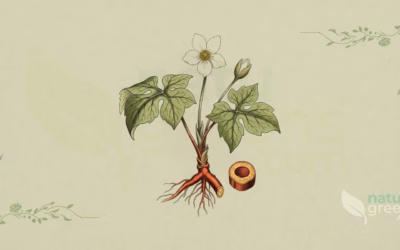 Sanguinaria canadensis (Bloodroot): Complete Botanical Profile
