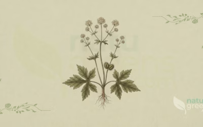 Sanicle (Sanicula europaea): Properties and Benefits