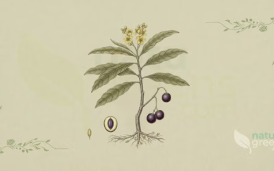 Sandalwood (Santalum album): Properties and Benefits