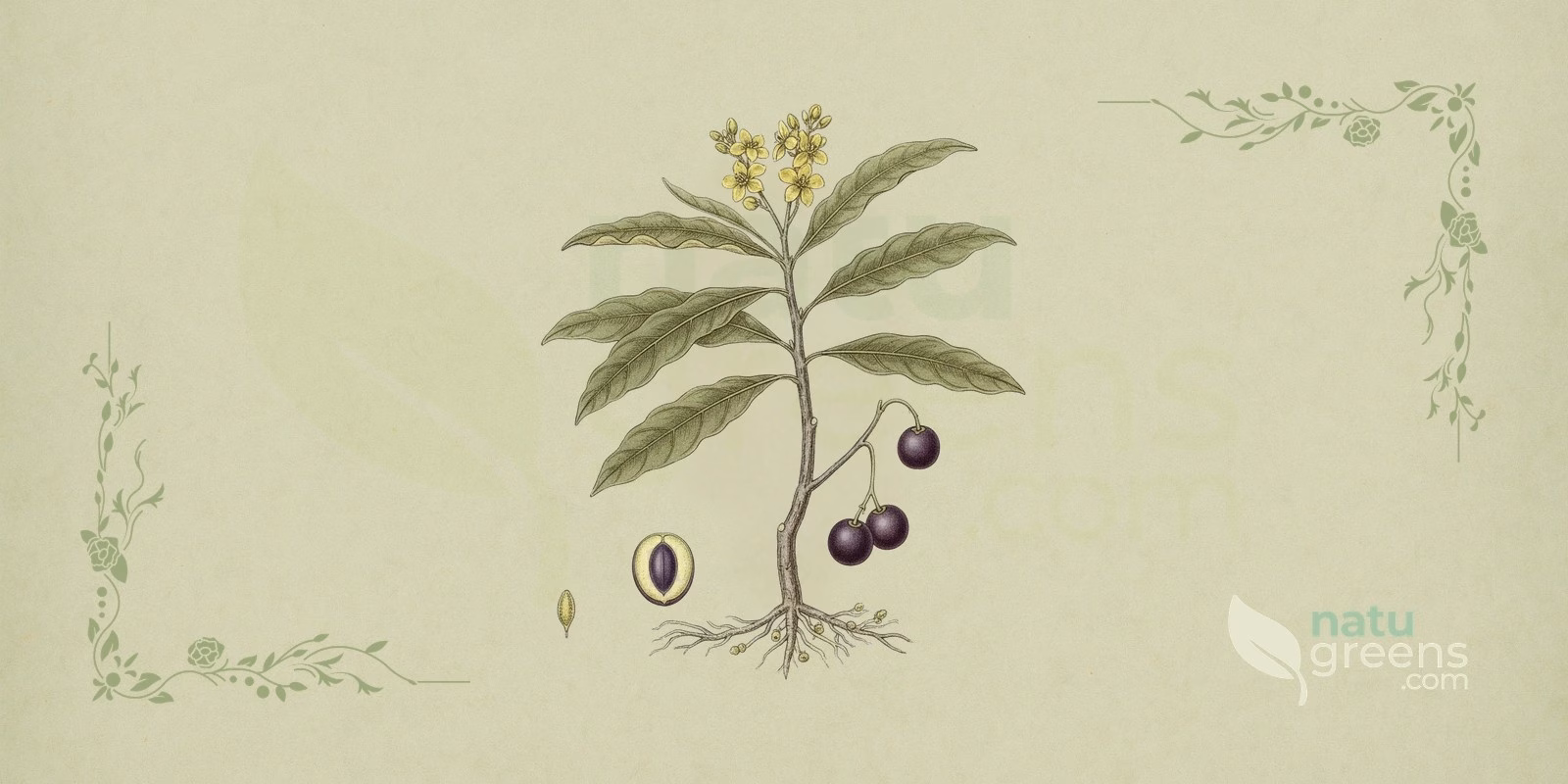 Sandalwood (Santalum album) in a botanical illustration, showing a branch with opposite, elliptic leaves, small reddish flowers and dark fruits, details that help identify true sandalwood.