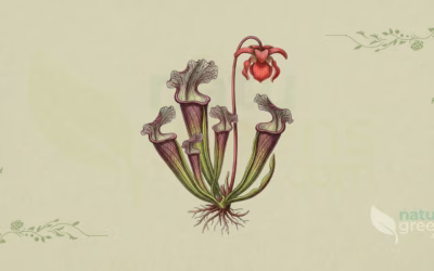 Sarracenia purpurea (Snabelkande): egenskaber og fordele