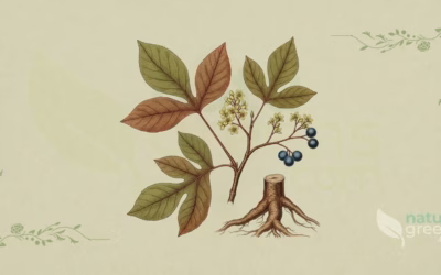 Sassafras albidum (Sassafras): Complete Botanical Profile