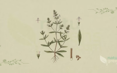 Summer Savory (Satureja hortensis): Benefits and Uses