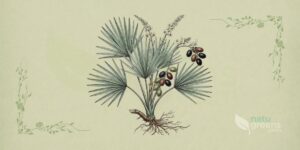 Saw Palmetto (Serenoa repens)