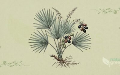 Saw Palmetto (Serenoa repens): Propriedades e Benefícios