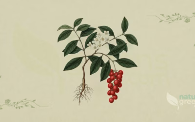 Schisandra (Schisandra chinensis): Properties and Benefits