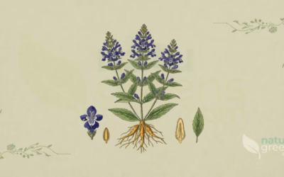 Huang Qin (Scutellaria baicalensis): Benefits and Uses