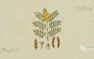 Senna (Senna alexandrina): Properties and Benefits